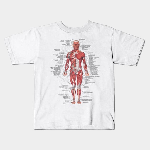 Muscular System of the Human Body Kids T-Shirt by Bugsponge